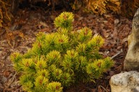 Pinus mugo Laarheide