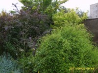 сизое растение в левом углу