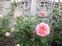 DSCF2005