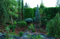 Picea pungens Iseli Fastigiata