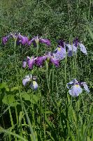 Сеянец 38 и Синхи