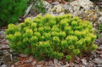 Pinus mugo sp