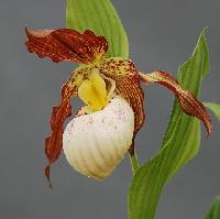 Cypripedium Gabriela i 4615 s 62890 r 1 cc76736f 5827 4df2 984b 98b66055a226 1024x1024