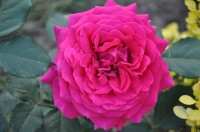 DSC 0820