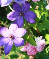 Jasmina и клем 0