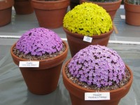Англия 2010 529
