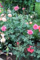 IMG 4660