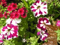 Арлекин бургунди и звезды 10