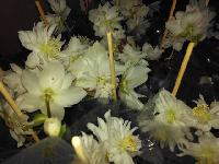 17352449 1036569849820049 3315390214586014419 n