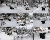 С Новым годом