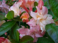 DSC02902