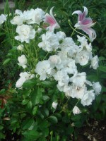 DSC09907