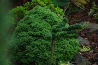 Picea glauca Alberta Globe Larix decidua Krejca mutation