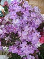 Карусель