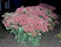 Изображение 011