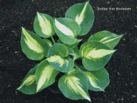 hosta lakeside cupcake