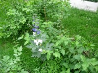 колокольчик