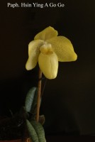 33290 536x800 Go go 1