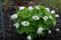 Glaucidium palmatum Album