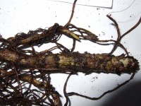 2012 0307 Нивяник Wirral Supreme