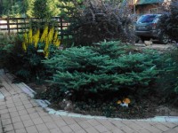 Пихта для определения