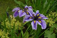 Принцесса Укока  1