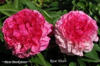 RoseHeart PS