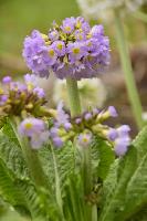 Примула мелкозубчатая