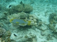 IMGP0723