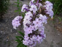 P1050144