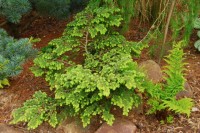 Tsuga canadensis Verkade Recurved