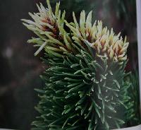 IMG 0062