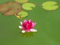 нимфея июль 13 061