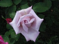 Июнь 2012 044