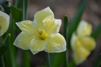 DSC 0030
