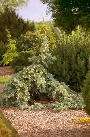 Picea pungens Glauca Pendula