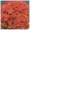 6411Branhill Cherry