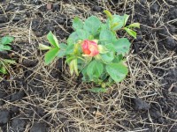 Изображение 040