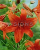 Lilium Flying Wing
