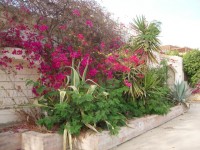 IMGP0824