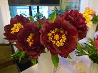 WP 20150604 19 24 44 Pro
