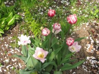 Ариа кард  2