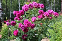 Blue Eden штамб  36
