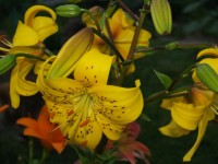 P7094723
