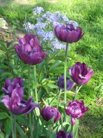 Негрита Negrita Double 5