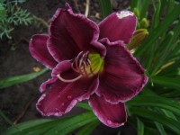 Clauds Before the Storm