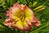 ОТКРЫТЫЕ ГЛАЗА