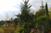 Picea omorika Pendula  2