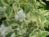 Philadelphus  Variegatus