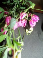 Изображение 151